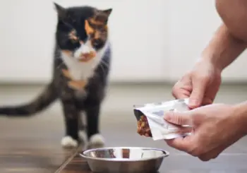 A cat with a bowl of cat food.